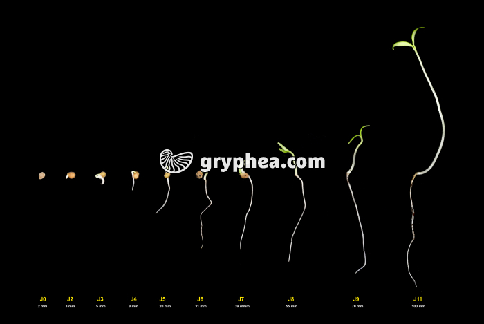 Germination et croissance du plant de tomate - gryphea.com